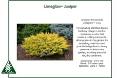 Juniperus-horizontalis-Limeglow-1